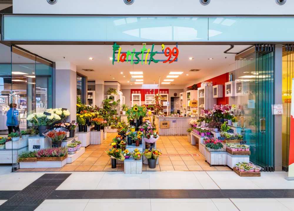 zimmerpflanze ficus benjamina Tipps zur Pflege deiner Pflanze : Ficus benjamina 'Danielle'   PflanzenFuerAlle